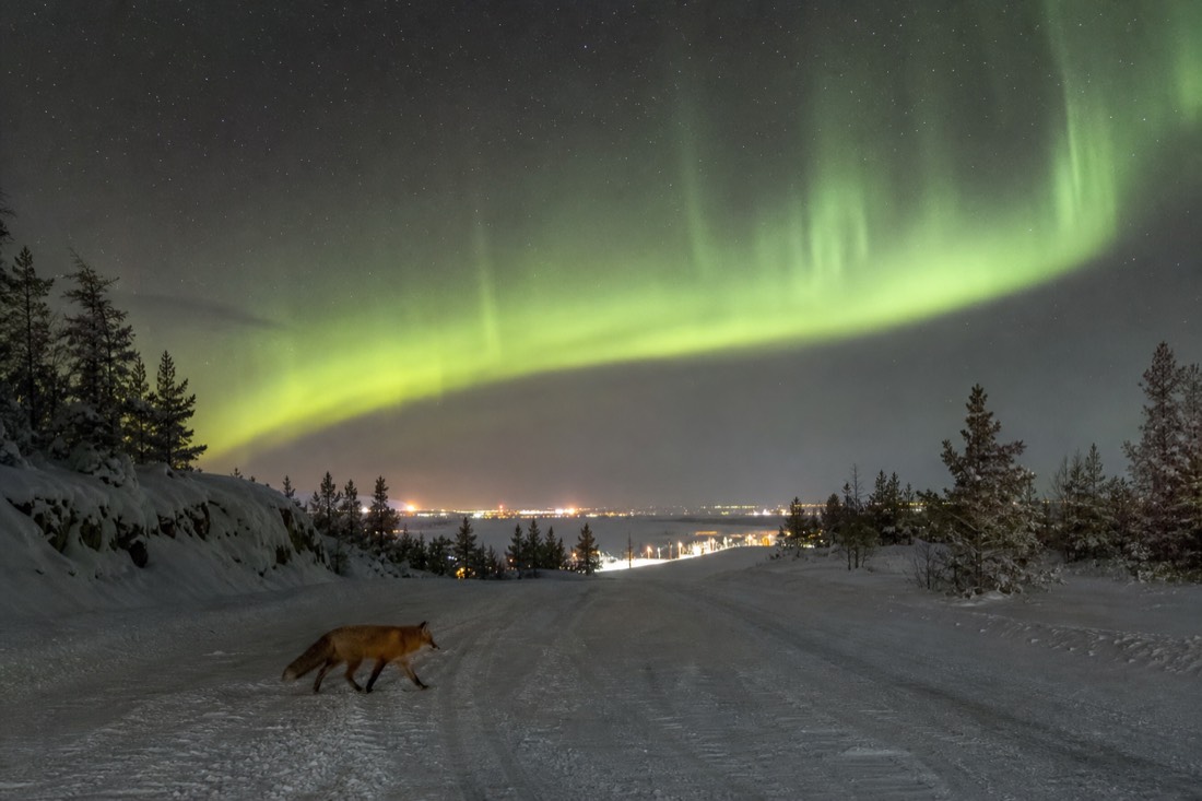 Red fox crossing a snow-covered road at the edge of Yellowknife in soft evening light