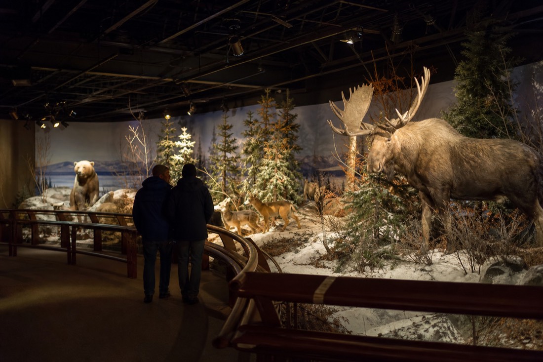 Visitors viewing mounted northern wildlife displays in a warmly lit gallery interior