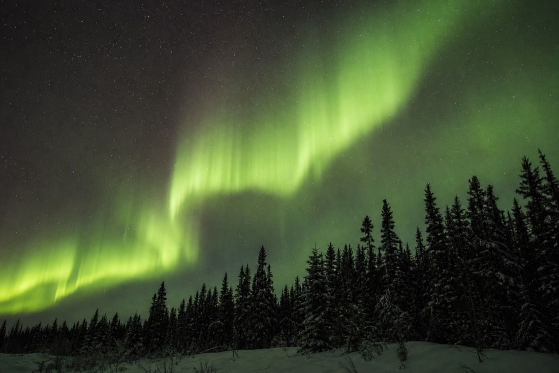 Green aurora curtain over dark spruce forest, the real headline wildlife-free show above Yellowknife