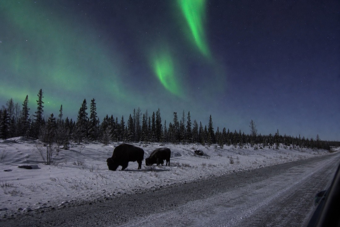 Wood bison grazing at the snowy edge of Highway 3 west of Yellowknife seen from a car window