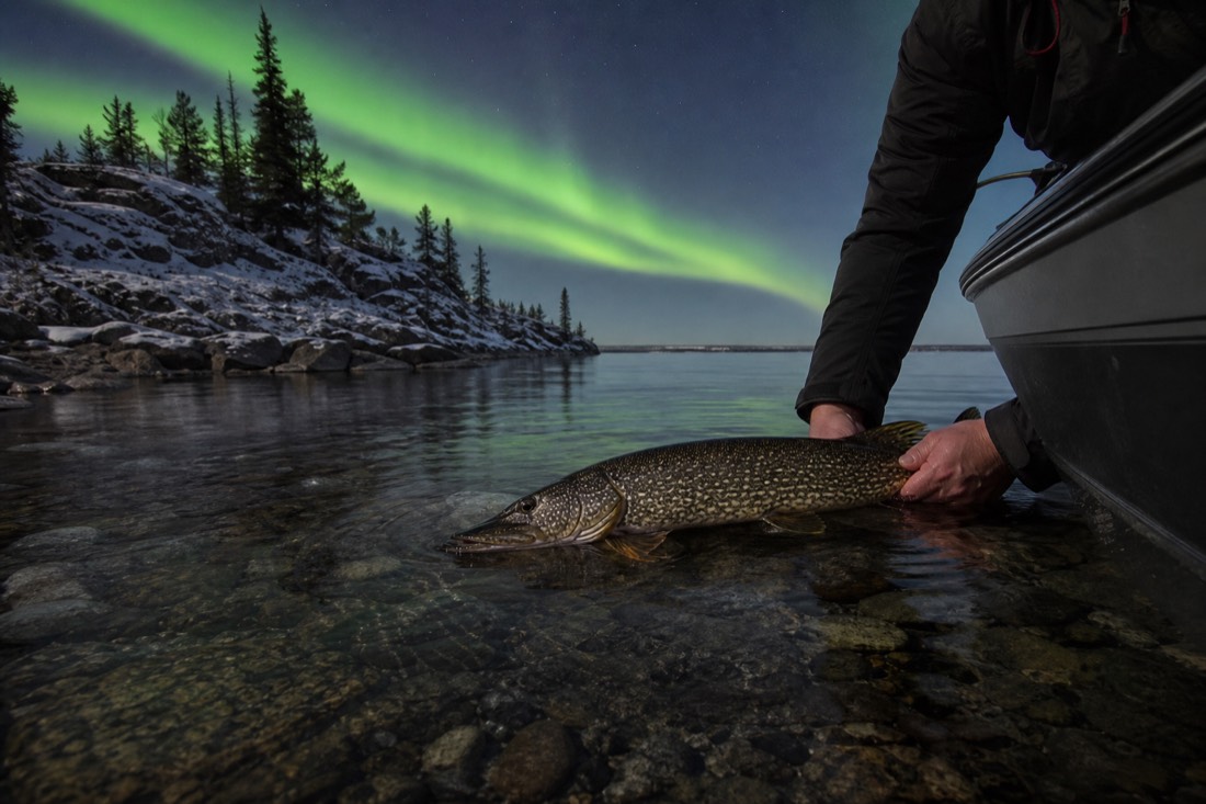 Northern pike being released beside a boat in clear shallow water off a rocky Great Slave Lake shoreline
