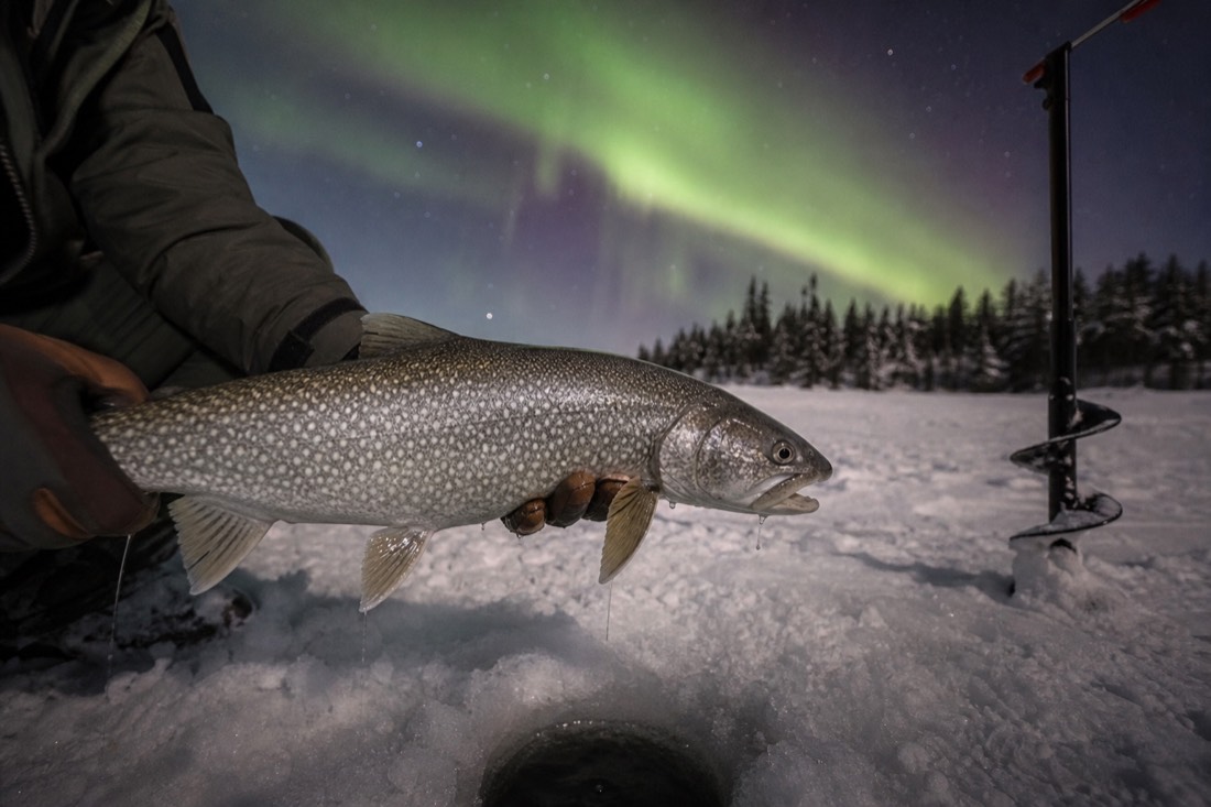 Freshly caught lake trout held above the ice beside an auger hole on a frozen northern lake