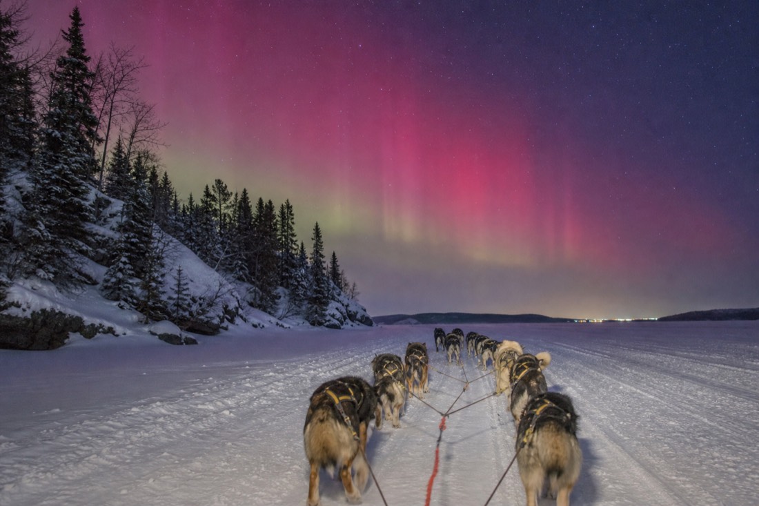 A winter day in Yellowknife with a dog sled team on lake ice and low pink northern light in the sky