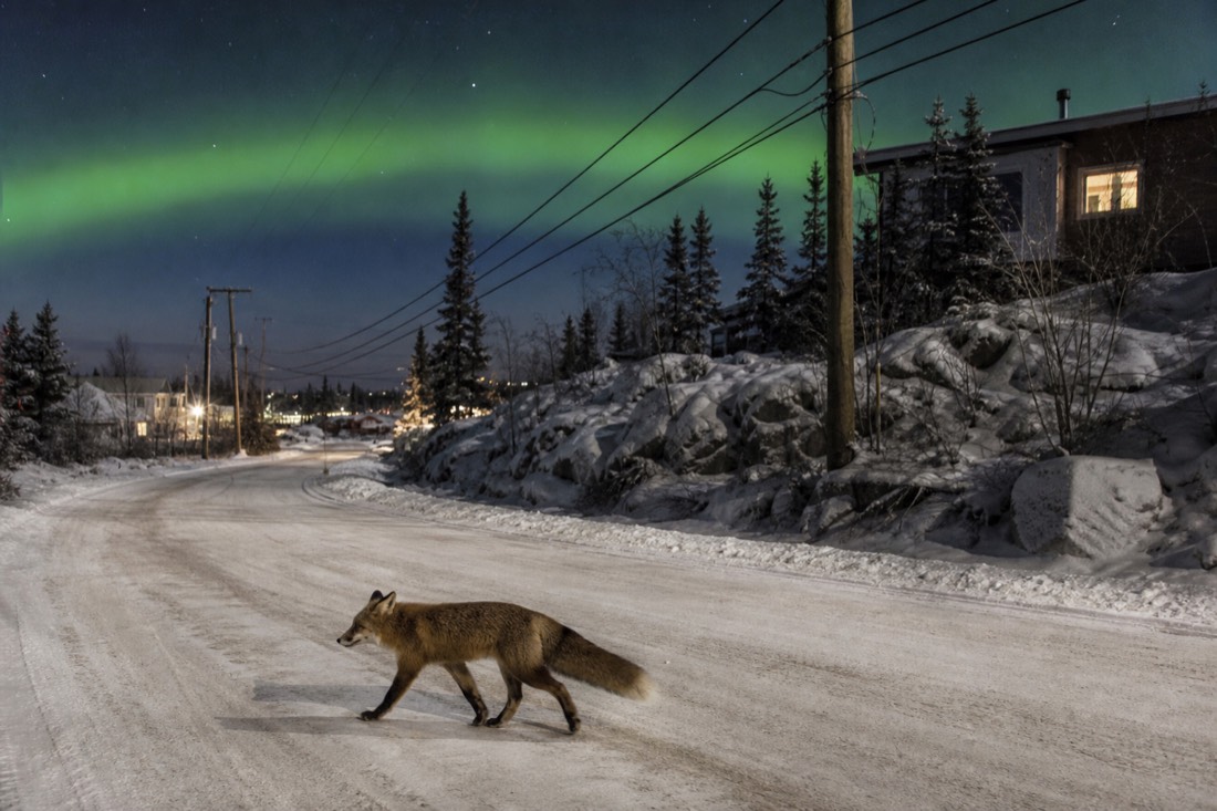 Red fox trotting across a snowy residential road on the edge of Yellowknife in low winter light