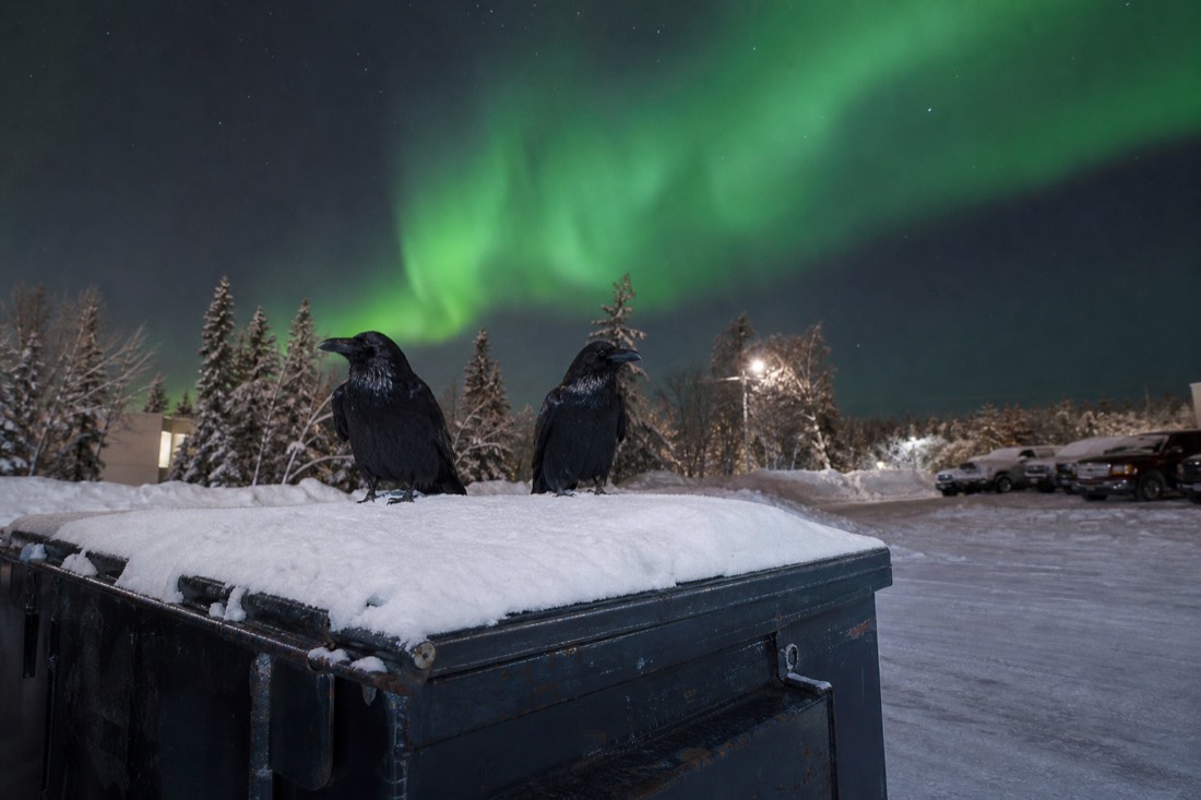 Two glossy black ravens on a snow-covered dumpster lid in a Yellowknife parking lot