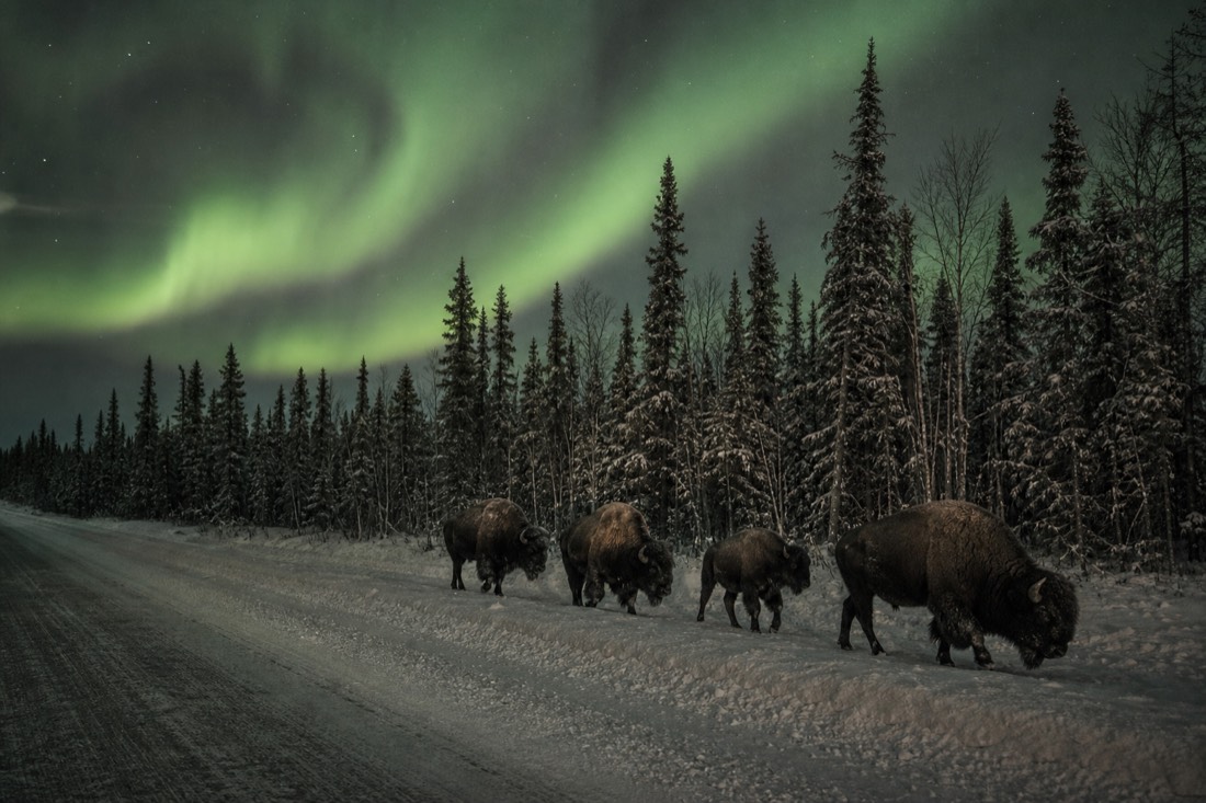 Small group of wood bison walking along the treed shoulder of Highway 3 west of Yellowknife