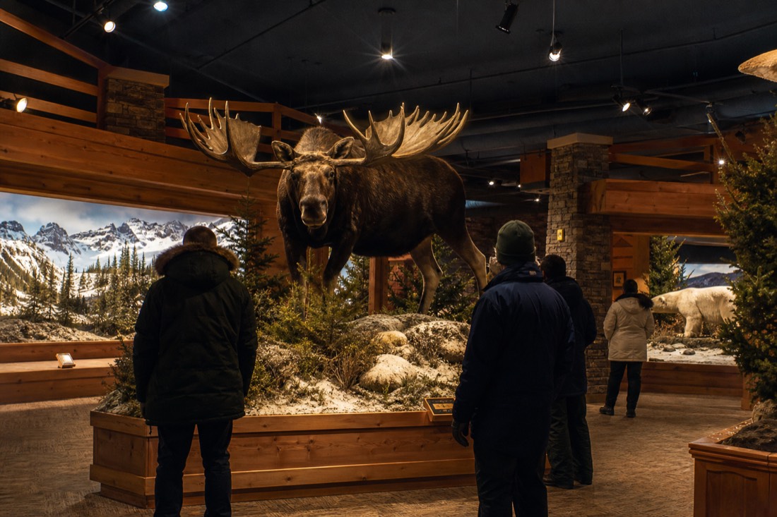 Visitors viewing mounted northern wildlife displays in a warmly lit gallery interior