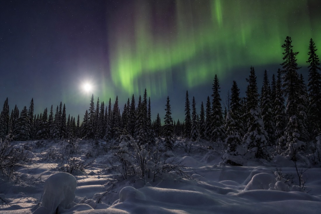Bright aurora curtain overhead near midnight with a low moon lighting the snow beneath