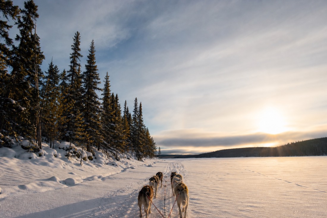 Dog team pulling a sled across a snowy lake in bright March light with spruce trees along the shoreline