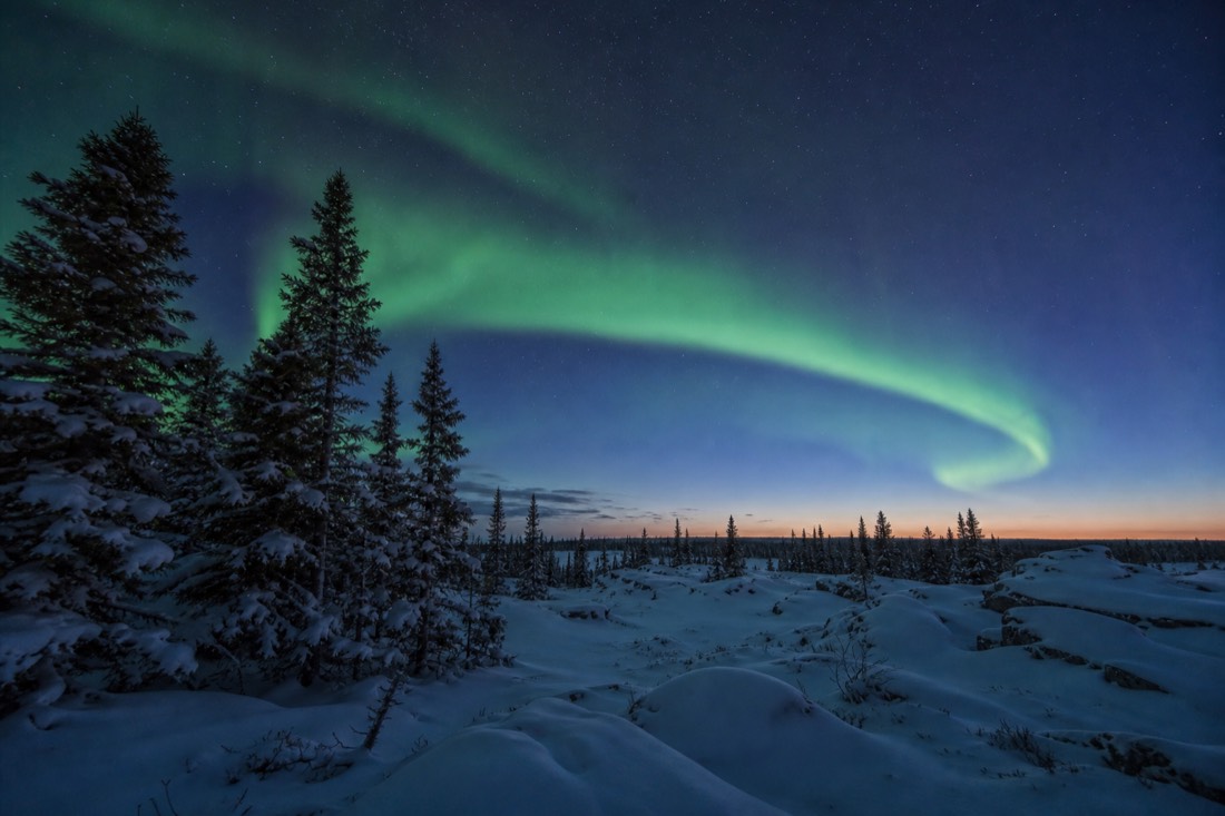 Green aurora arc over spruce and snow on an early April night in Yellowknife with a faint glow still on the horizon
