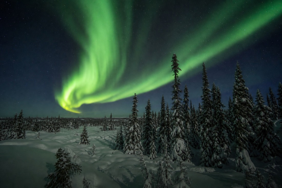 Green aurora arc curling above spruce trees and deep snow on a clear December night outside Yellowknife