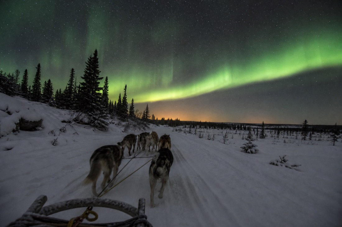 Husky team pulling a sled across packed snow through low December light near Yellowknife