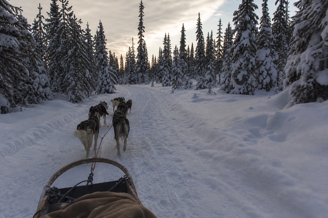 Husky team in harness pulling a sled along a packed snow trail through spruce forest in February daylight