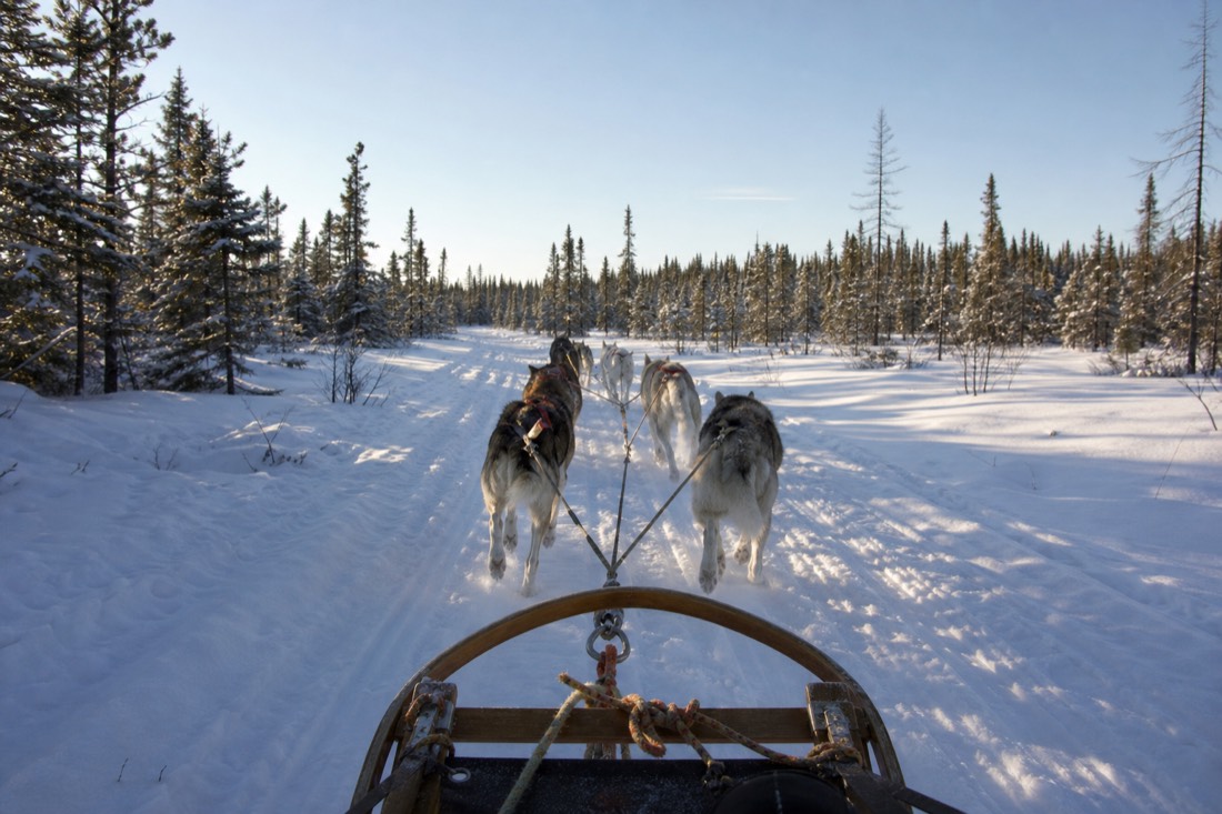 Husky team pulling a sled across a snowy trail outside Yellowknife under pale midday January light