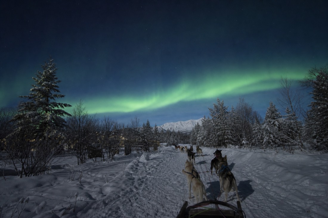 Team of Alaskan huskies harnessed and waiting in fresh snow at a kennel on a grey November morning