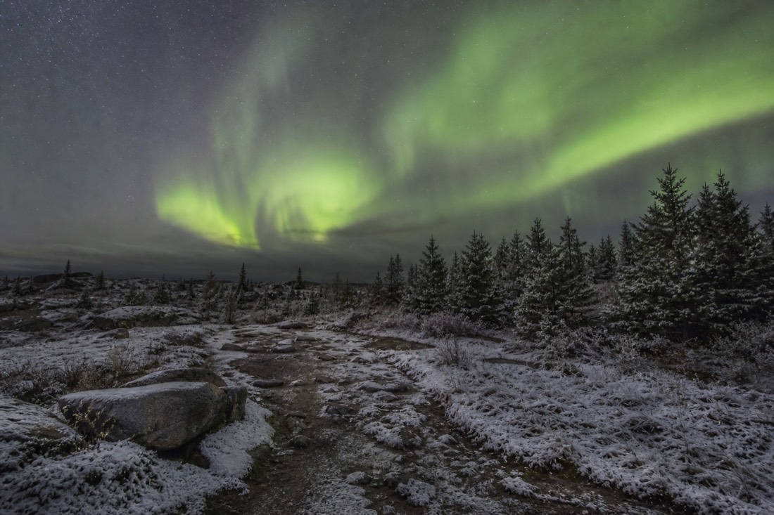 First light snow dusting a rocky trail and low spruce outside Yellowknife on a cold October morning