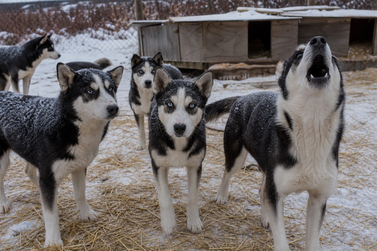 Alaskan huskies greeting visitors at a snowy kennel yard near Yellowknife